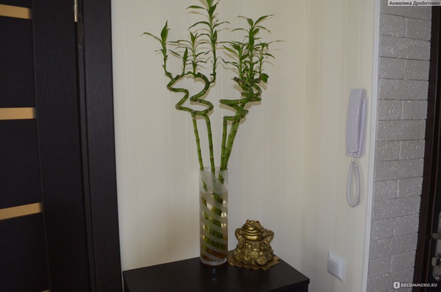 Бамбук лаки (Lucky Bamboo)