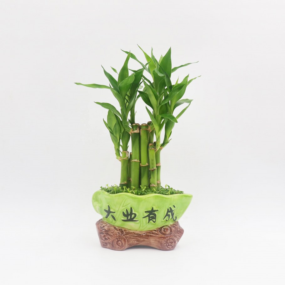 Бамбук комнатный в воде