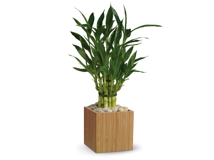 Драцена Сандера счастливый бамбук