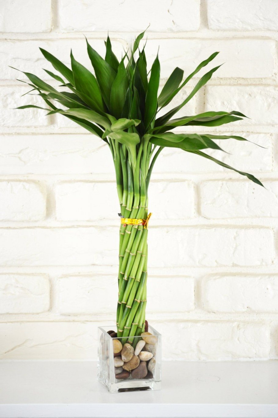 Комнатный бамбук Драцена Сандера