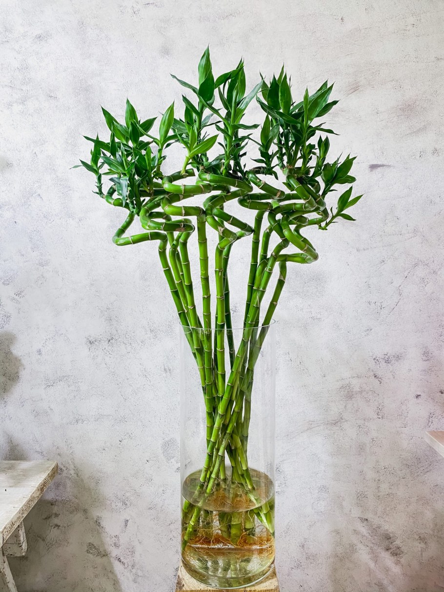 Бамбук Драцена Сандера высокий