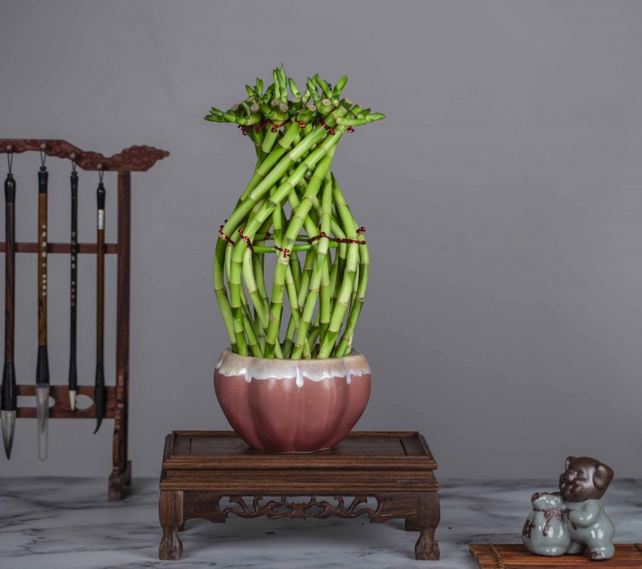 Драцена Сандера в гидрогеле