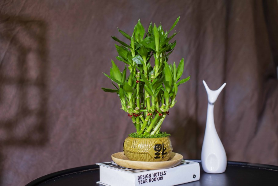 Дендер Каламус бамбук