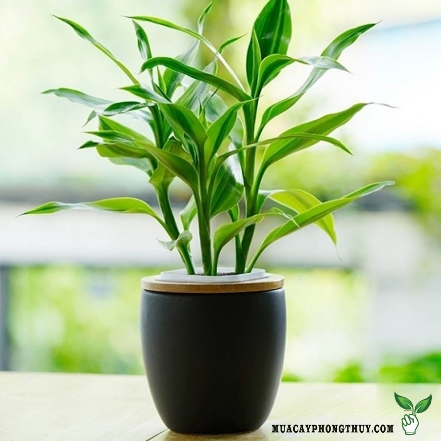 Бамбук Драцена Сандера разрослась