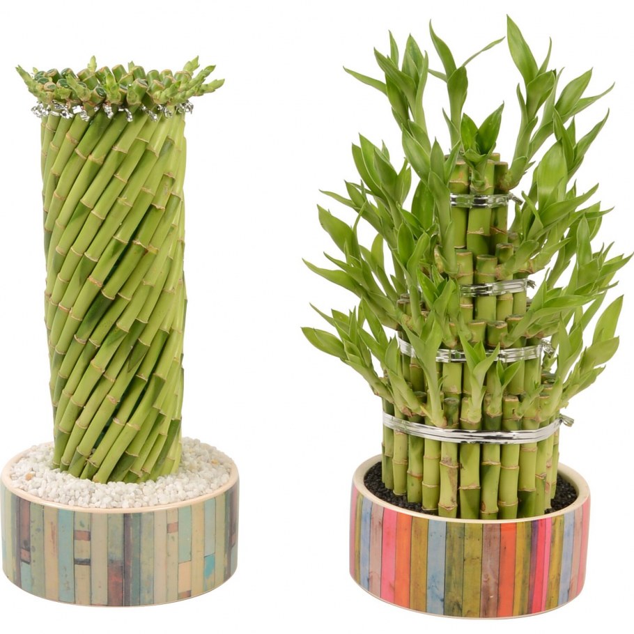 Драцена бамбук в интерьере