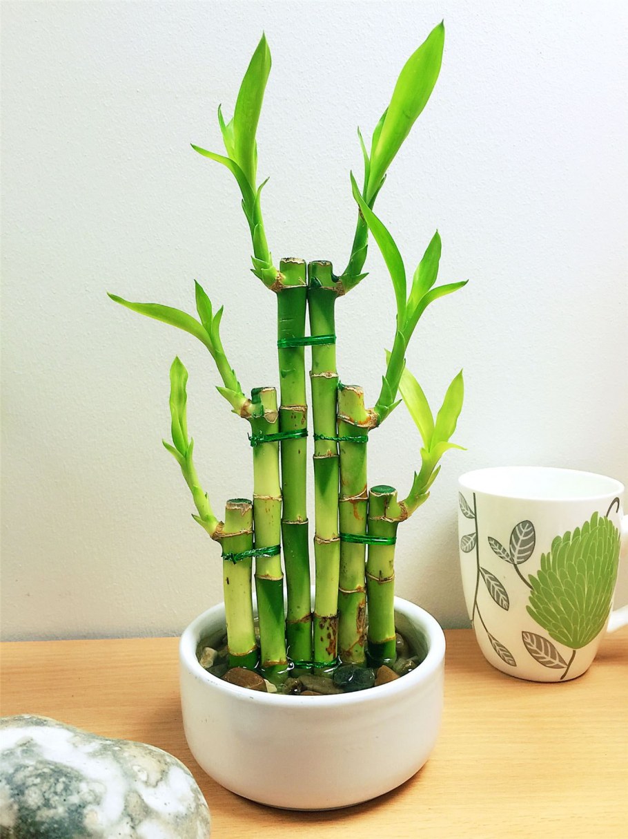 Бамбук Драцена Сандера