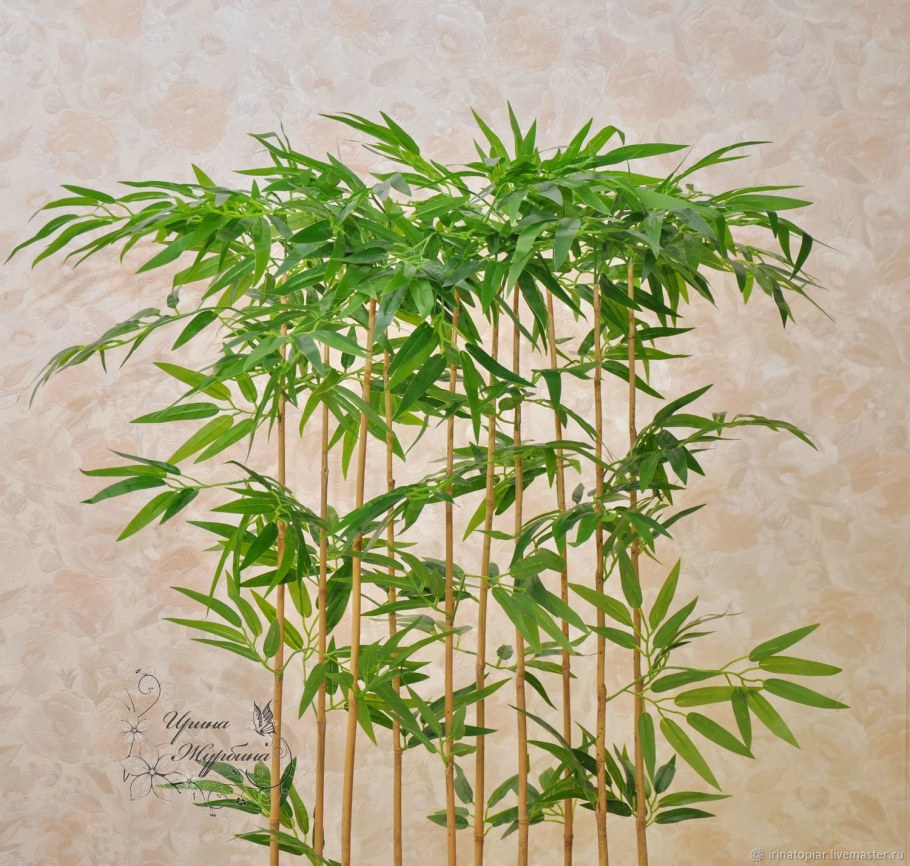 Мексиканский Плакучий бамбук