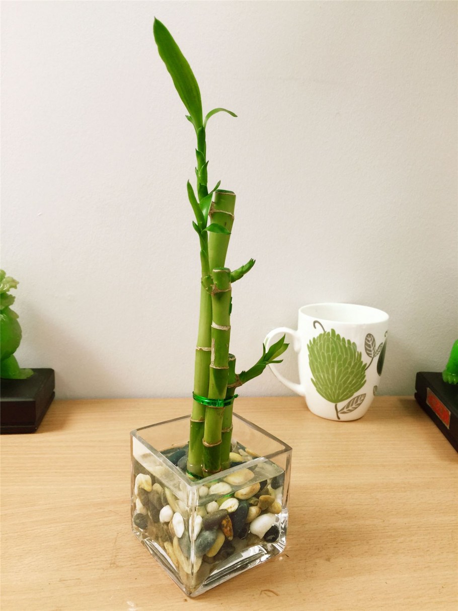 Бамбук Драцена Сандера