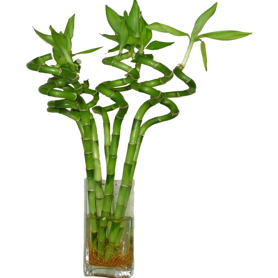 Драцена Сандера в горшке