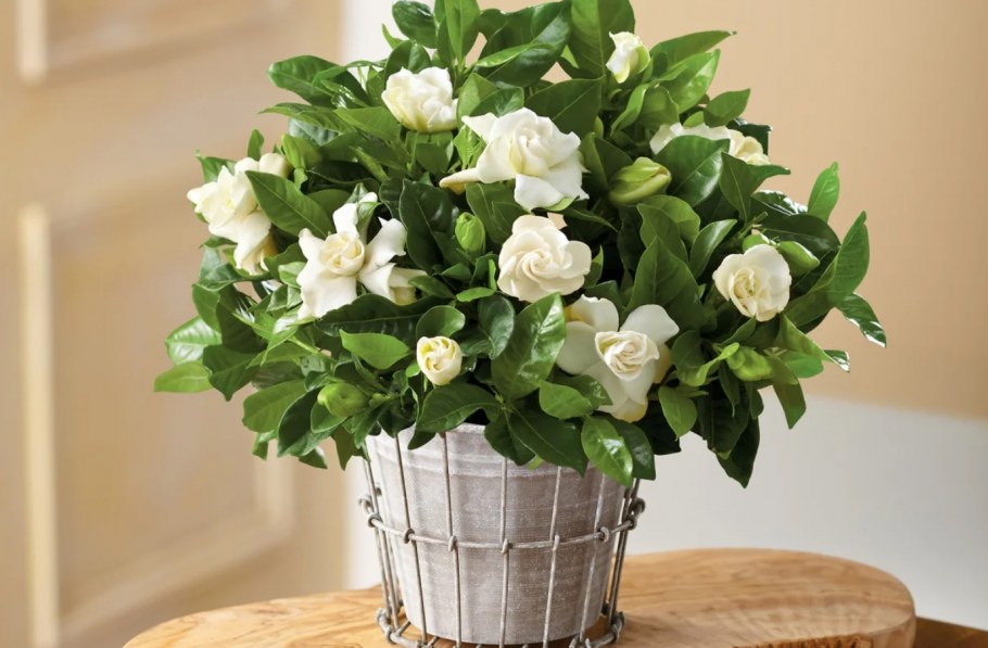 Папоротник нефролепис