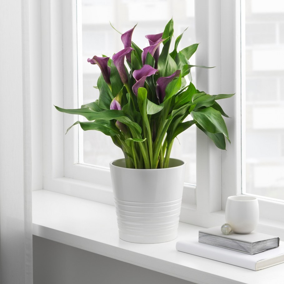 Декор для комнатных растений