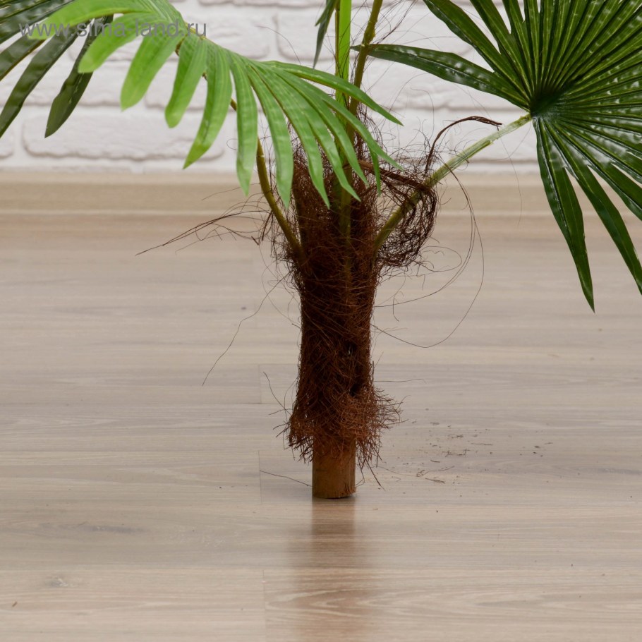 Пальма в интерьере