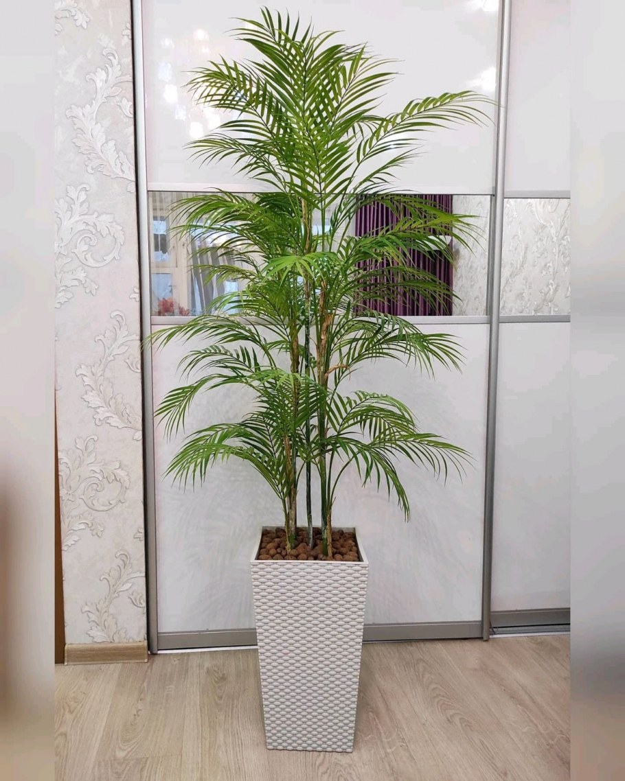 Хамедорея изящная