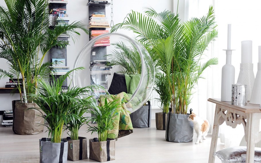 Дипсис хамедорея