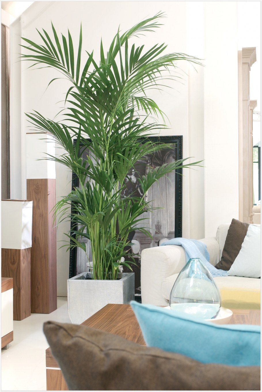 Левитирующее растение хамедорея