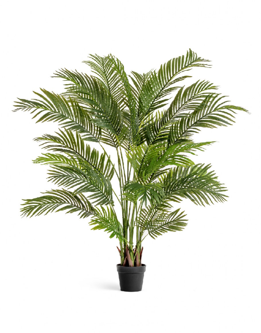 Пальма Арека хризалидокарпу