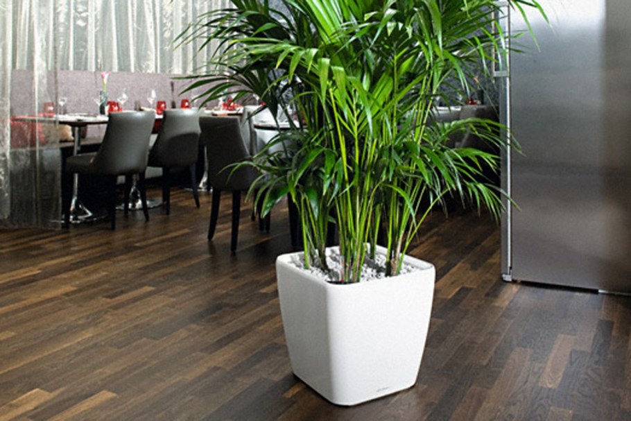 Хризалидокарпус Lechuza