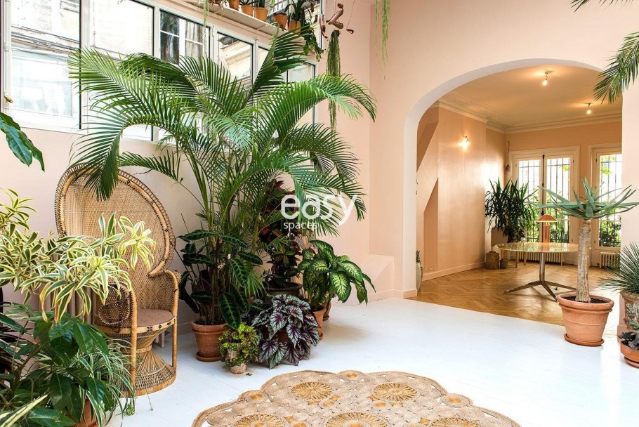 Арека Дипсис Пальма