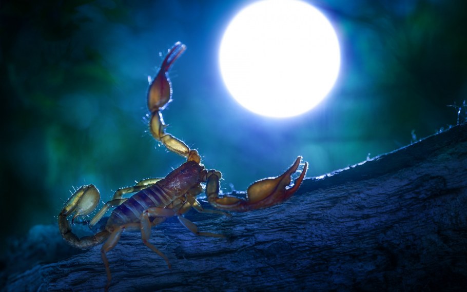 Табличка про скорпиона