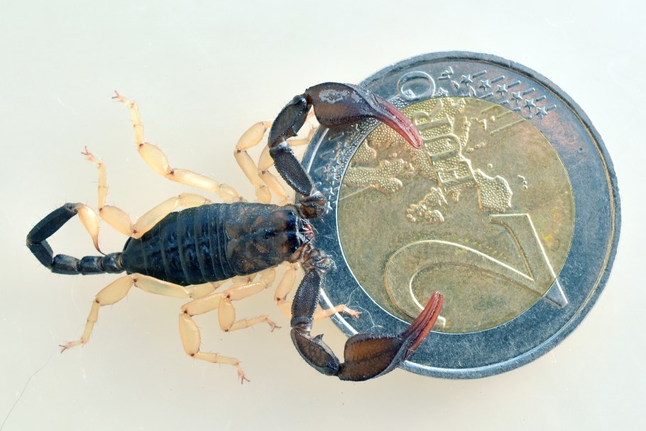 Стихия воды знаки зодиака