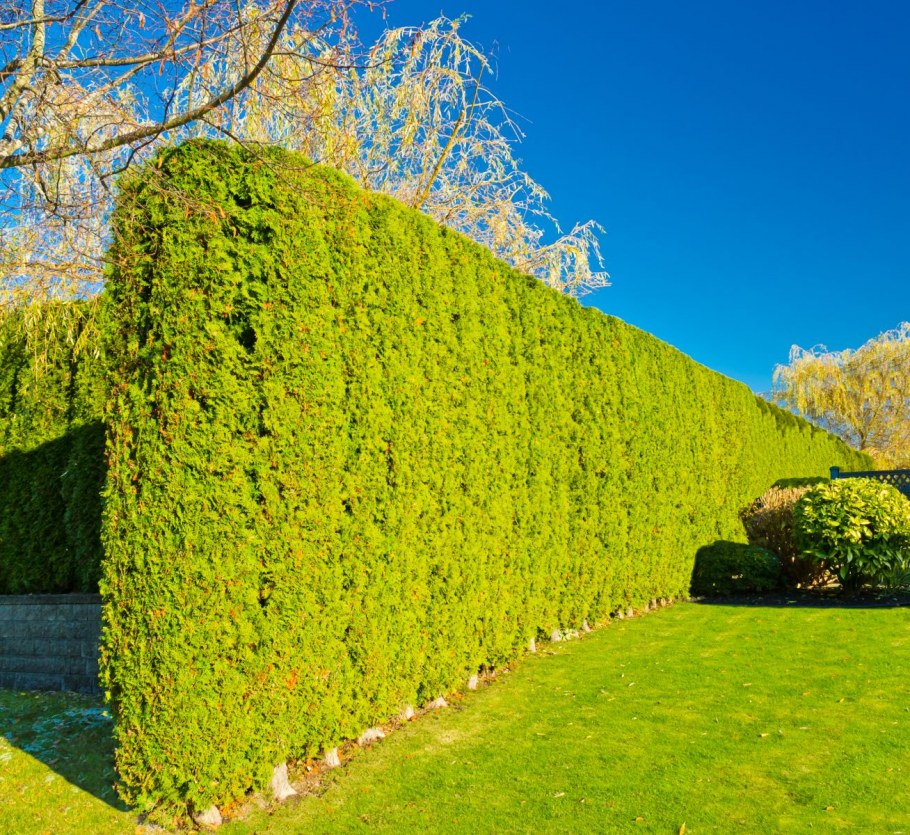 Свободнорастущая Живая изгородь