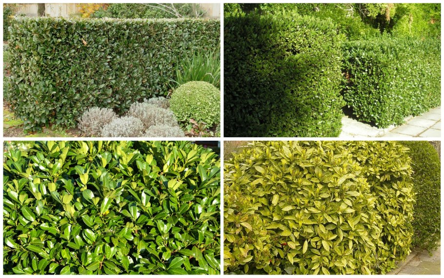 Туя Брабант Живая изгородь