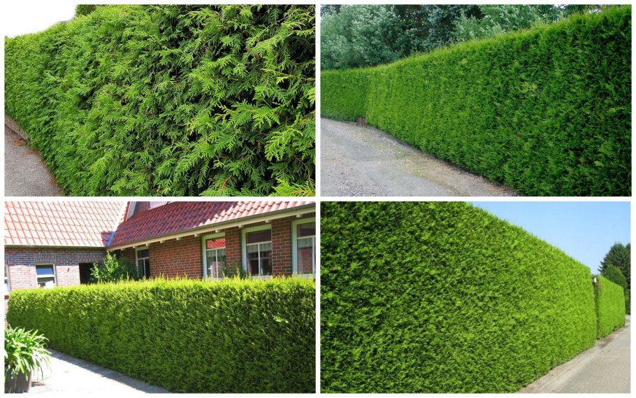 Самшит вечнозеленый Живая изгородь