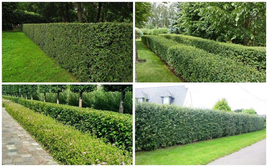 Спирея и туя в изгороди