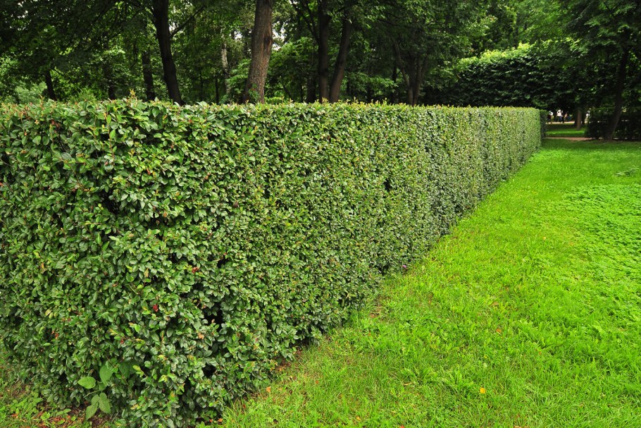 Клематис Вьюнок