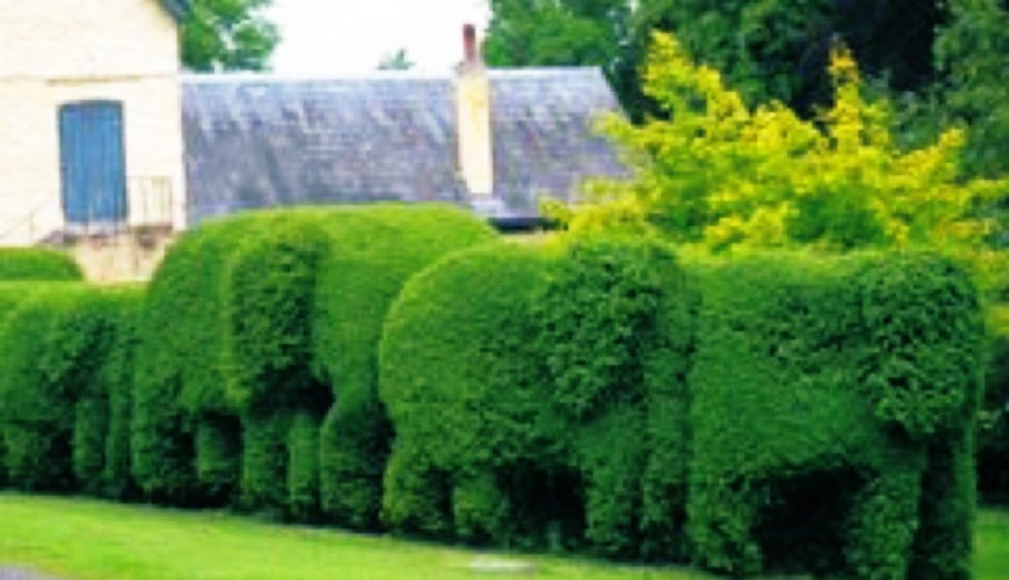 Калина лавролистная изгородь