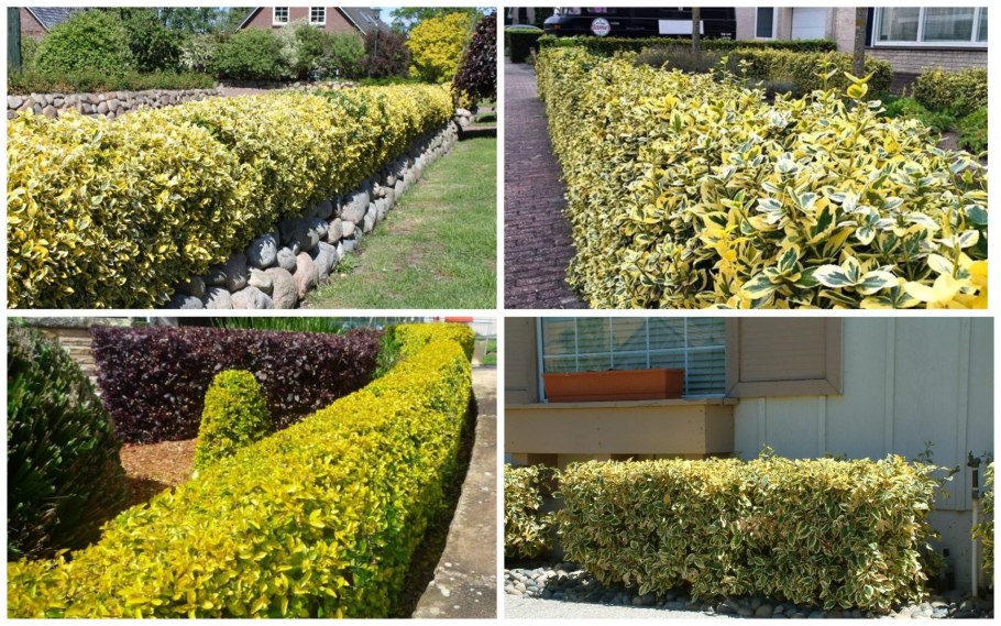 Свободнорастущая Живая изгородь