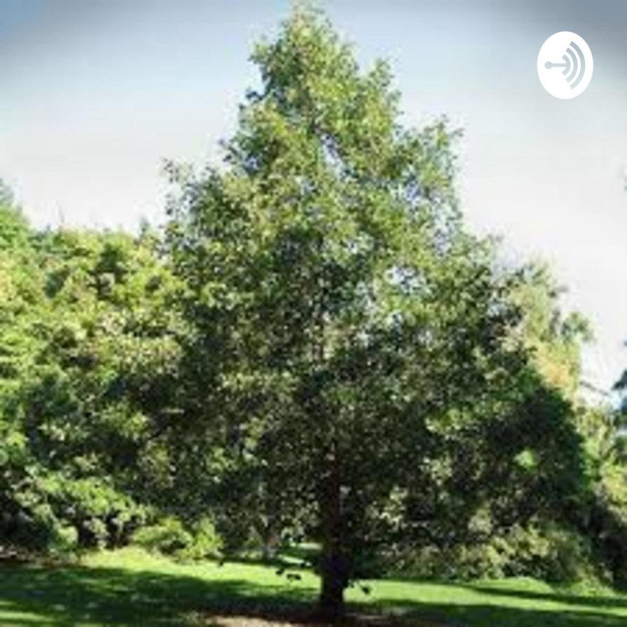 Сад со смыслом Кемерово