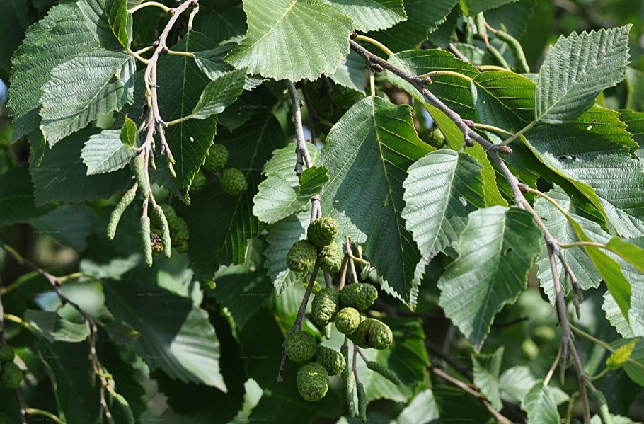 Ольха сердцелистная (Alnus cordata)
