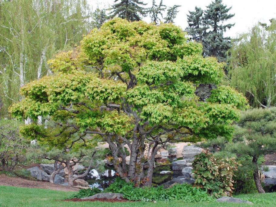 Ольха дерево листья