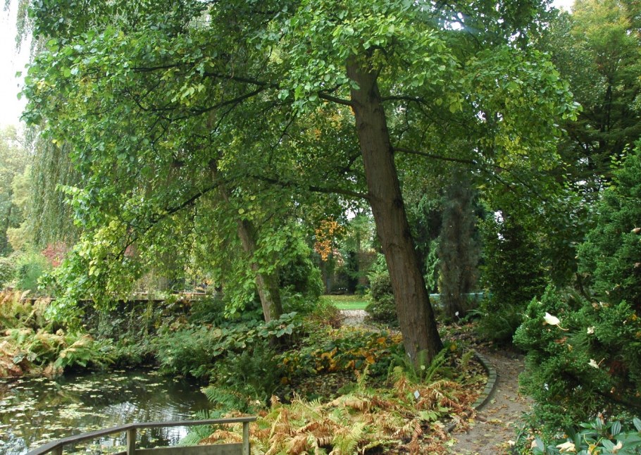 Ольха в саду фото