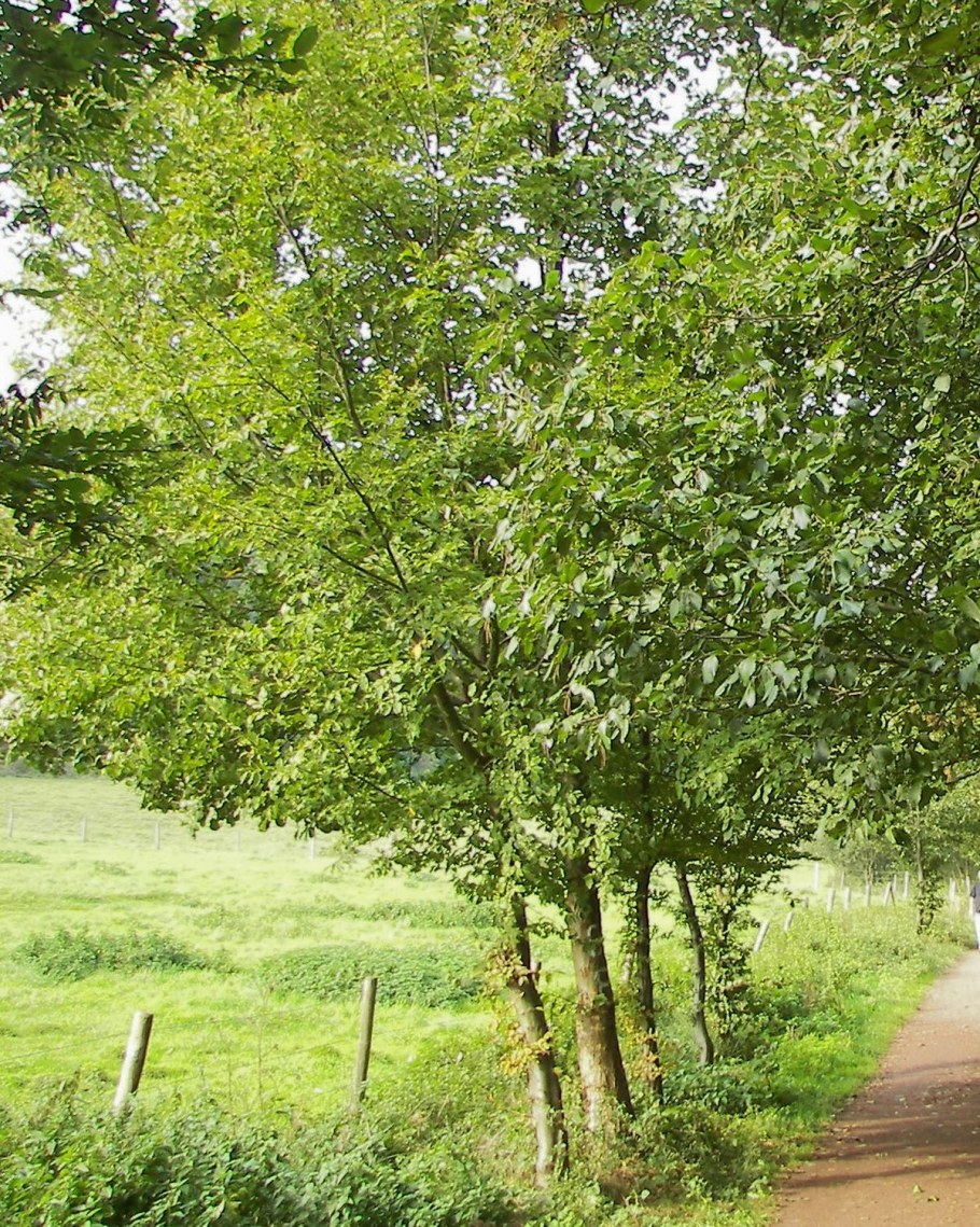 Ольха серая Alnus incana