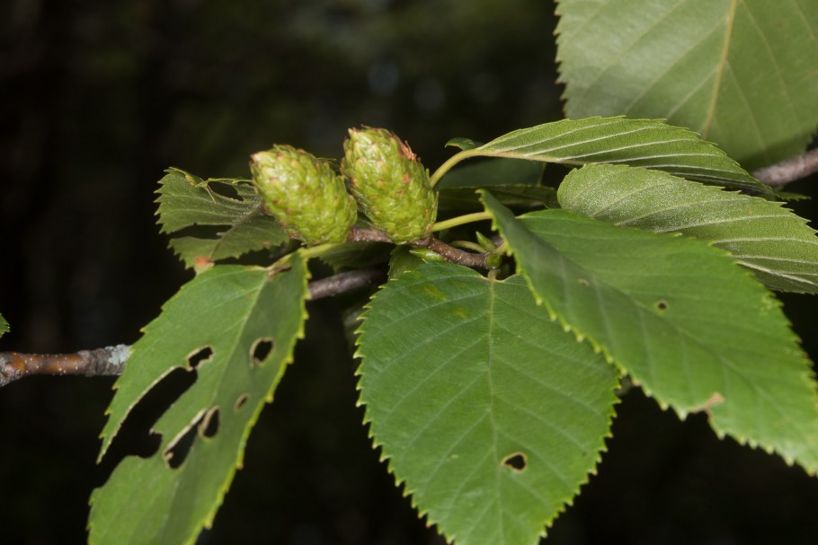 Alnus incana (ольха серая) 'pendula'