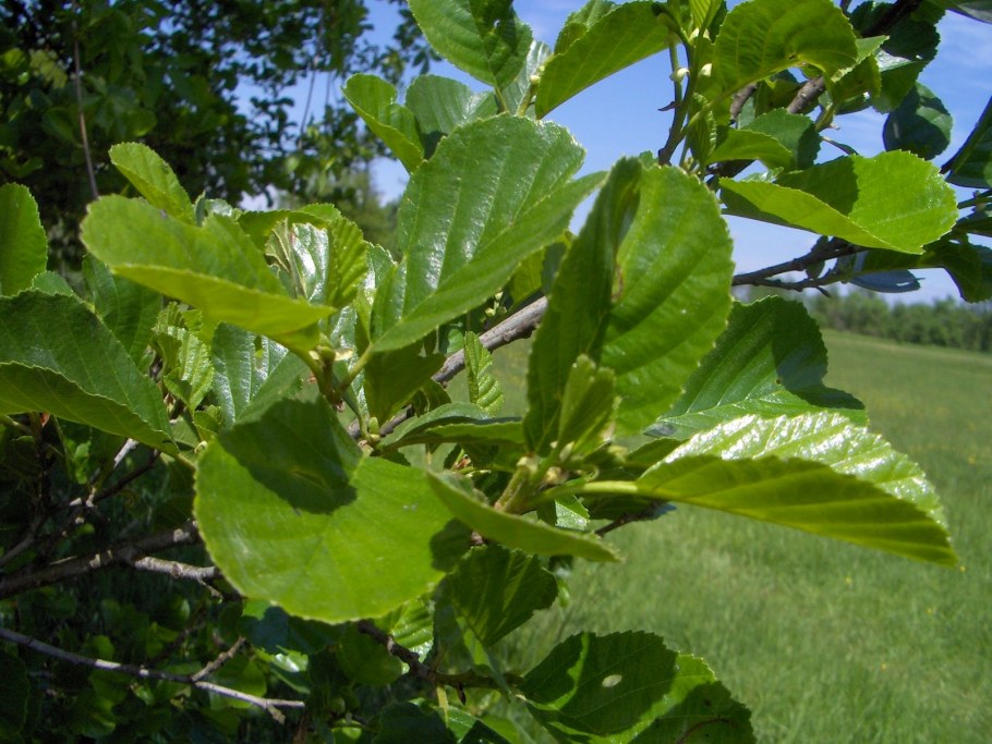 Alnus glutinosa Razzmatazz