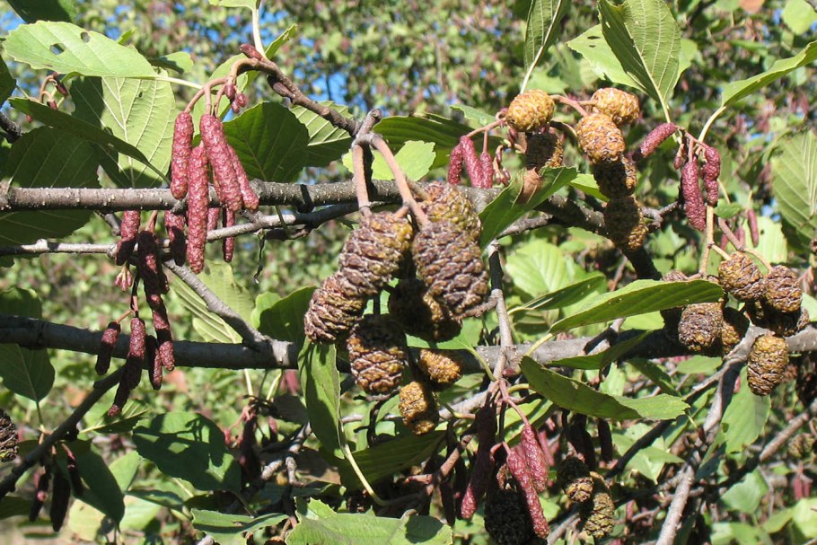 Ольха Глутиноза