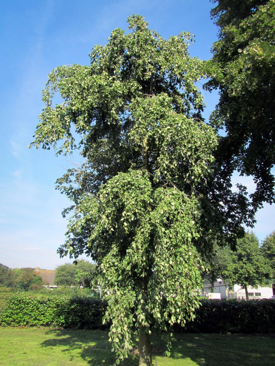 Ольха черная (Alnus glutinosa)