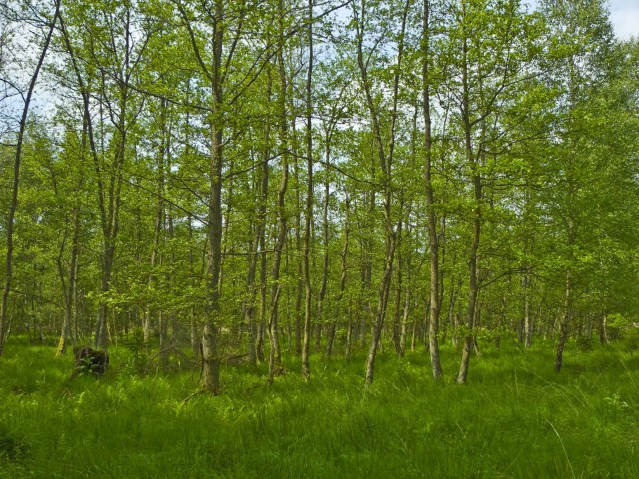 Ольха чёрная Калуга