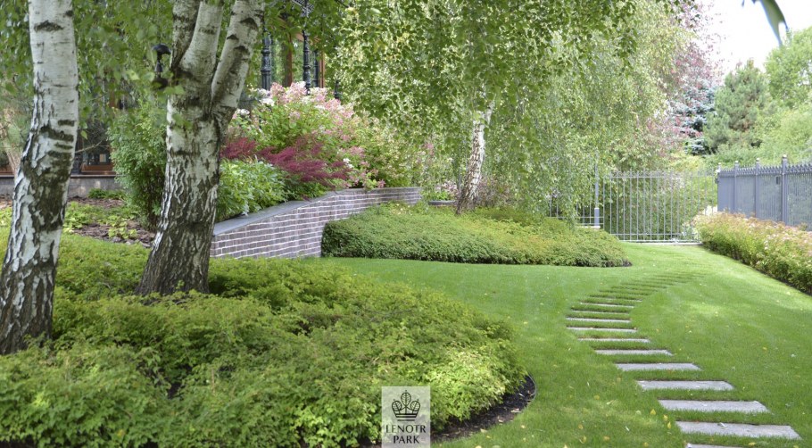 Ольха серая Alnus incana “Aurea”