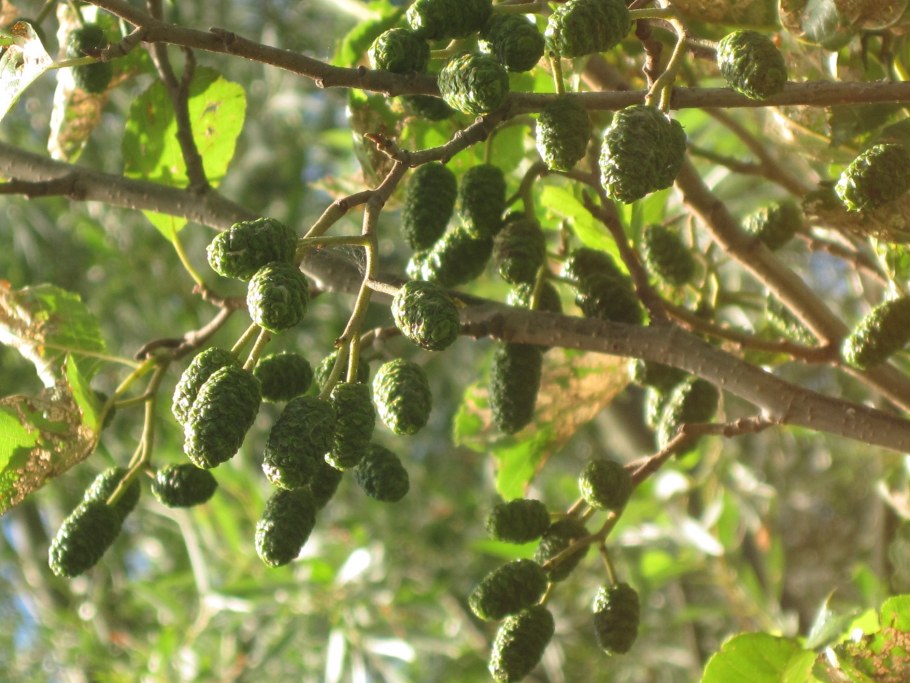 Вяз Мауро Пендула