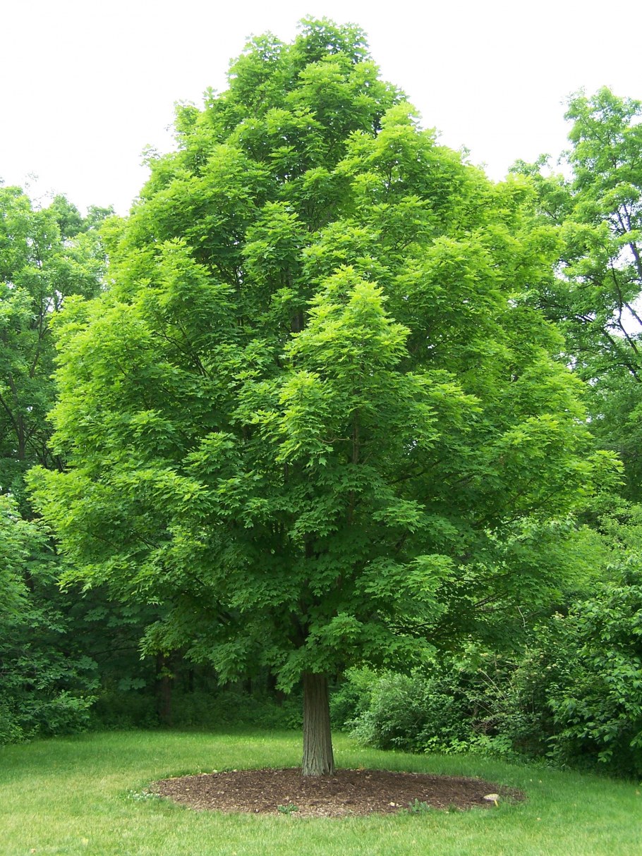 Alnus crispa