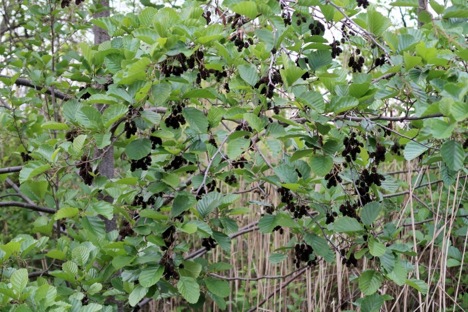 Ольха сердцелистная