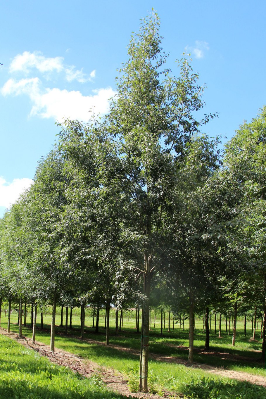 Ольха черная Лациниата