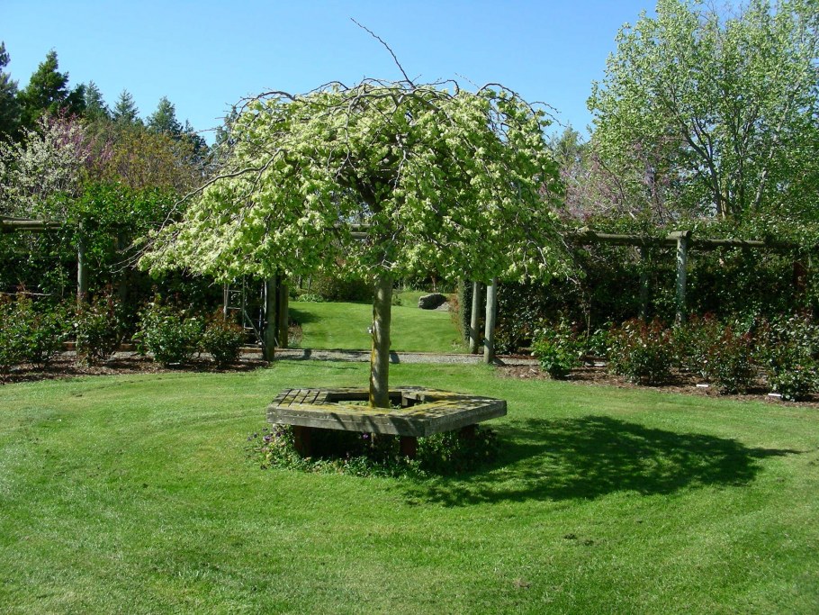 Alnus glutinosa (ольха европейская)