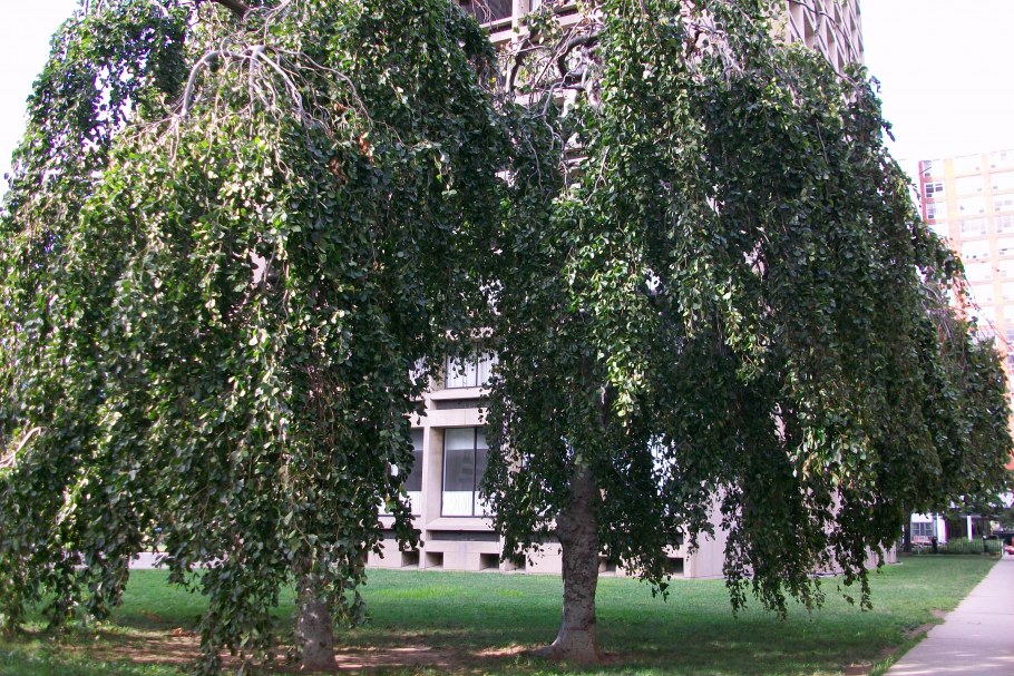 Ольха черная (Alnus glutinosa)