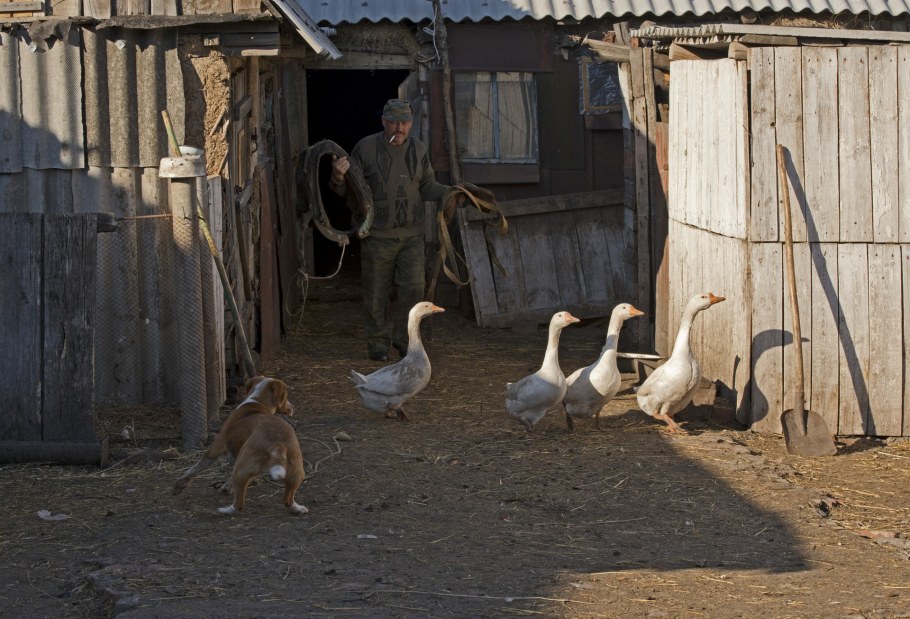 Деревенское подворье