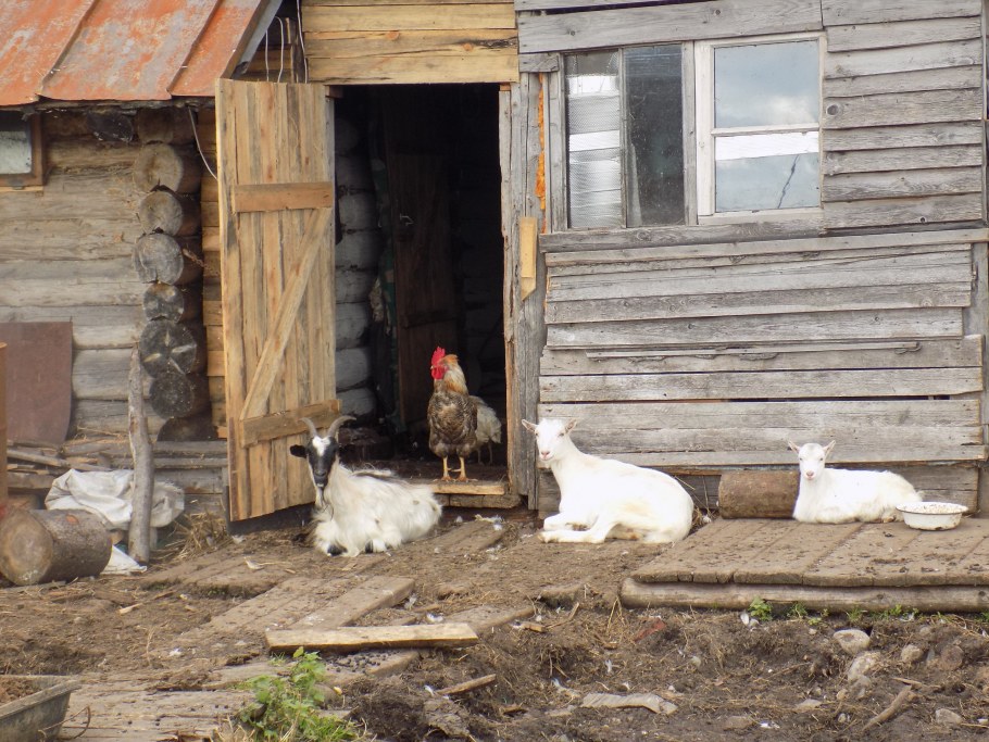 Деревенский Скотный двор